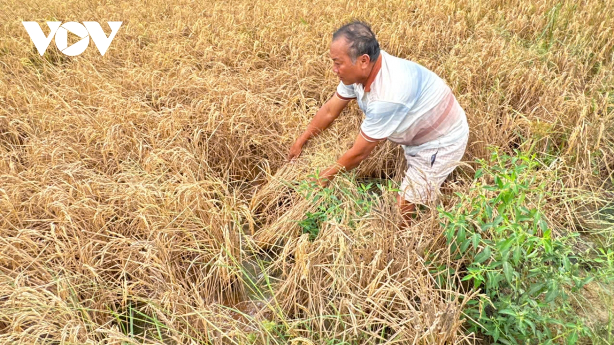 Phó Thủ tướng chỉ đạo làm rõ vụ lúa chết bất thường cạnh công trường cao tốc